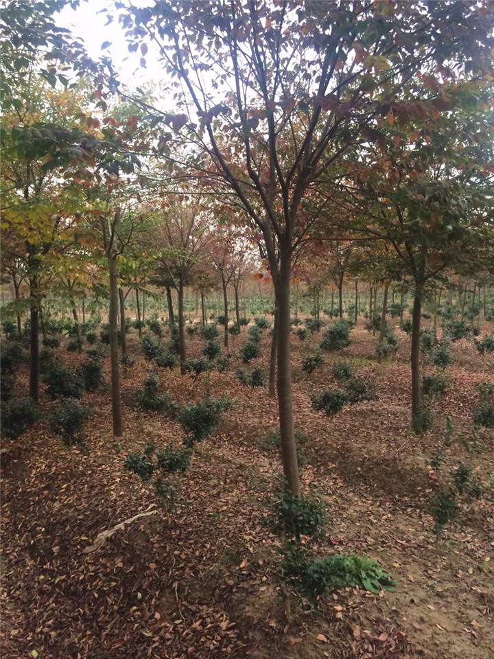 水杉種植基地